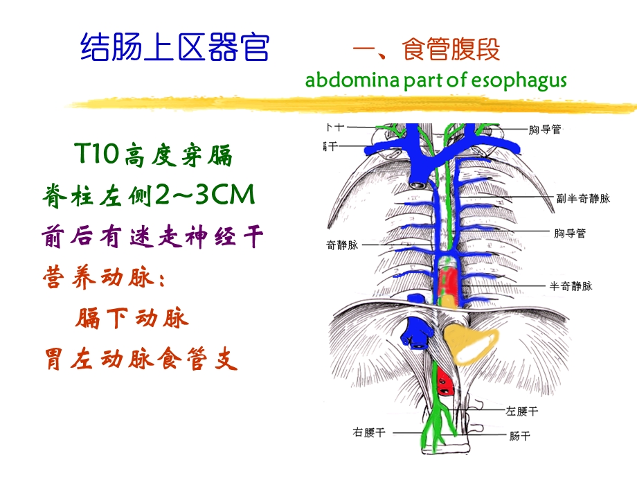 腹腔解剖 ppt课件.ppt_第3页