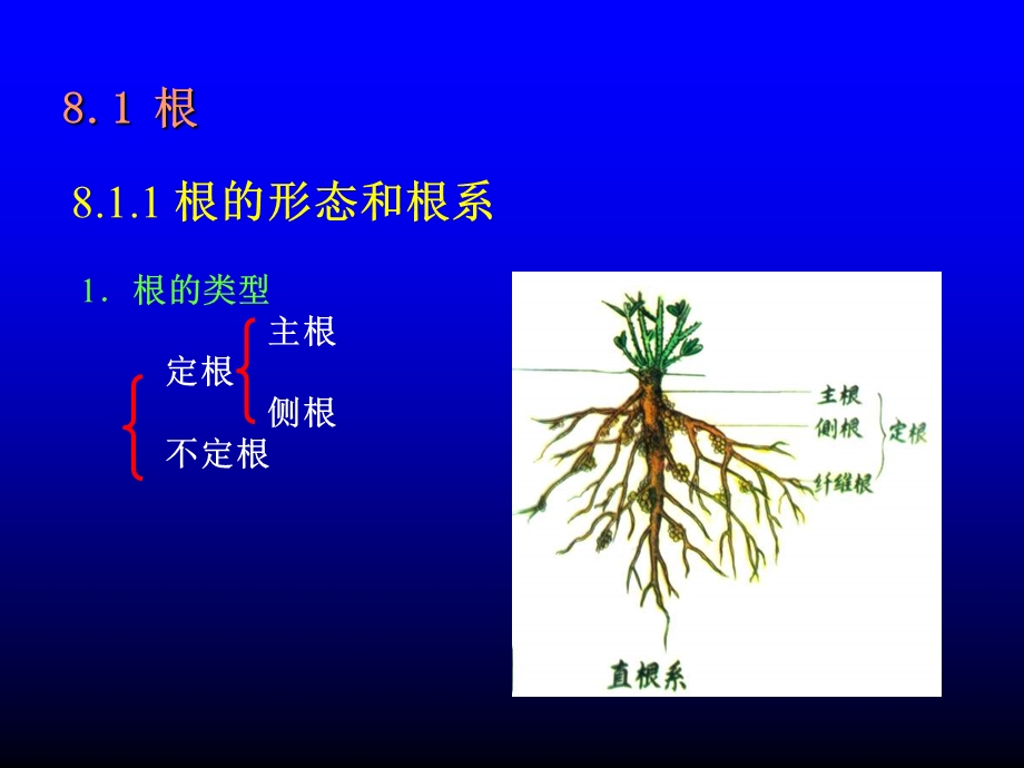 三部分种子植物.ppt_第3页