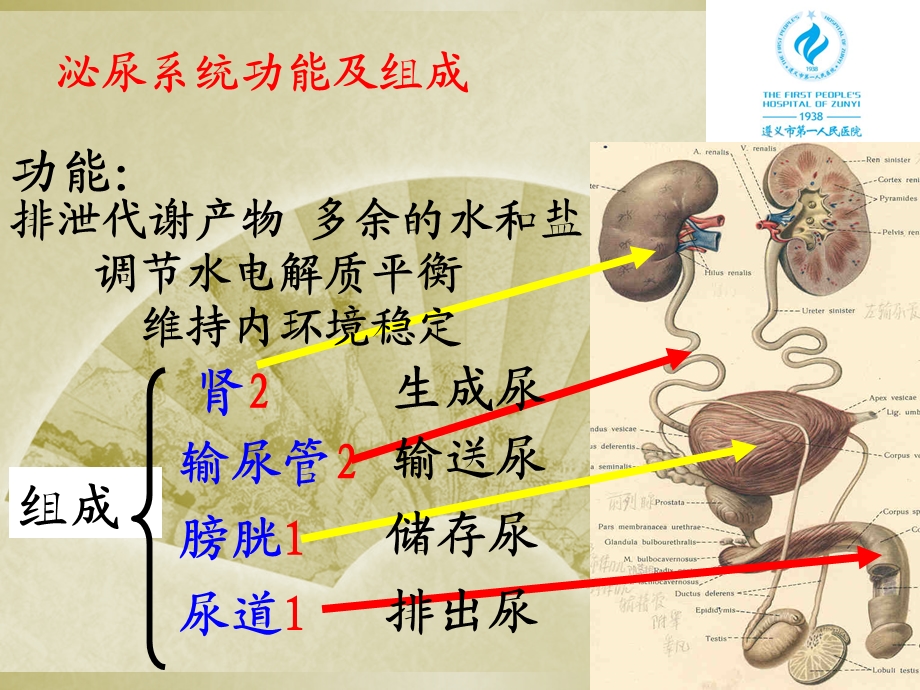 肾脏解剖组织结构.ppt_第3页