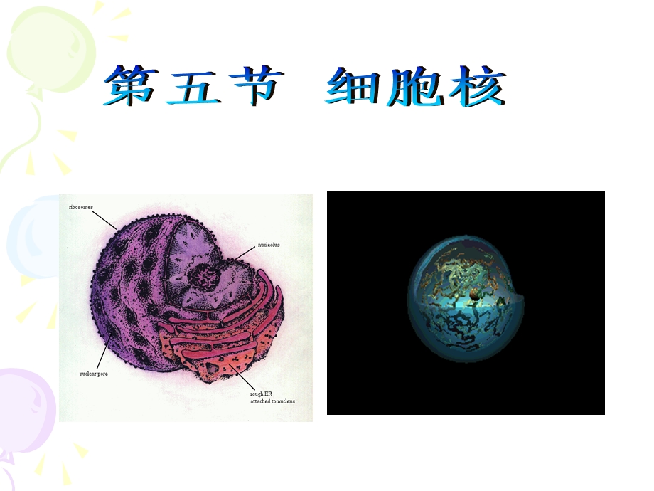 细胞生物学第三章第五节细胞核.ppt_第1页