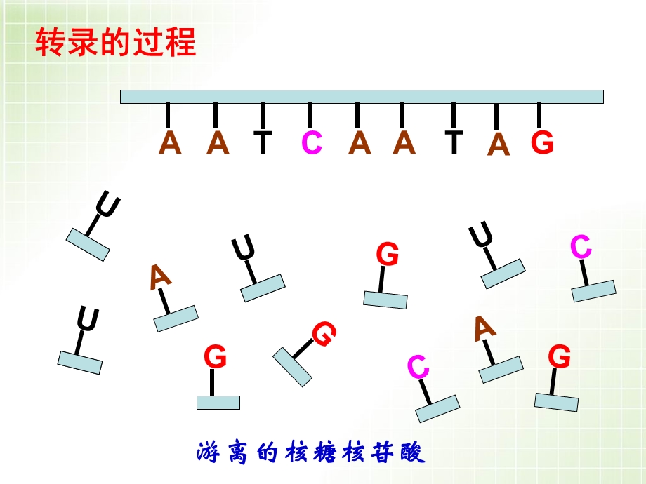 转录和翻译的过程.ppt_第1页