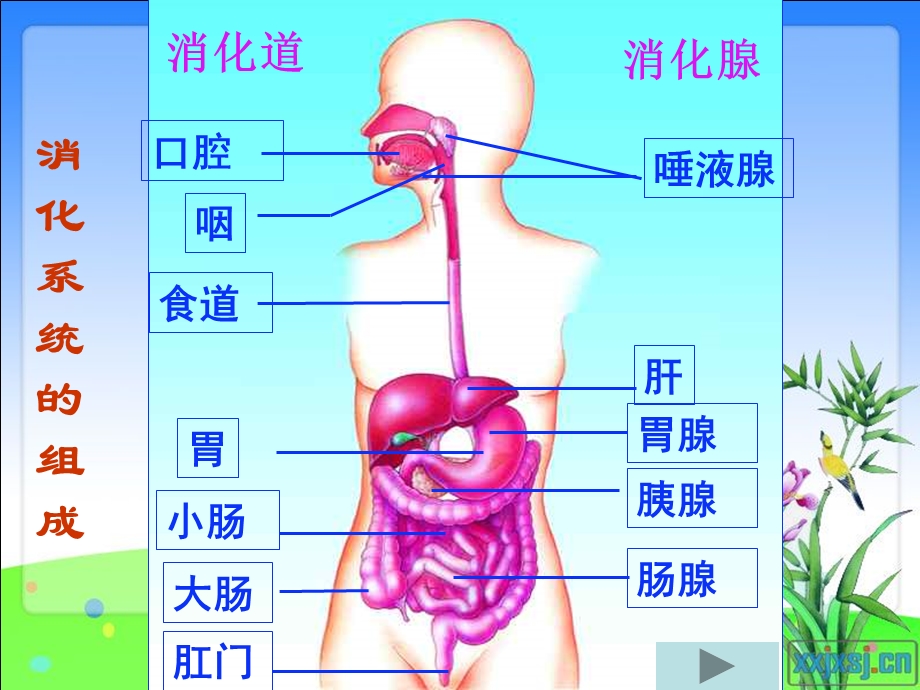 营养物质的吸收和利用.ppt_第2页