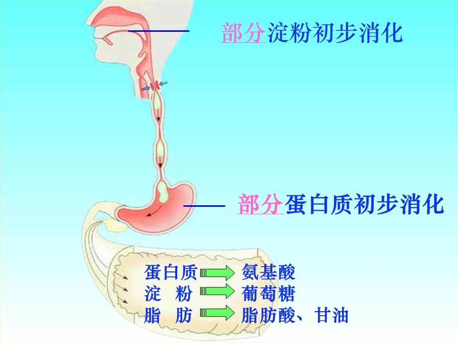 营养物质的吸收和利用.ppt_第3页