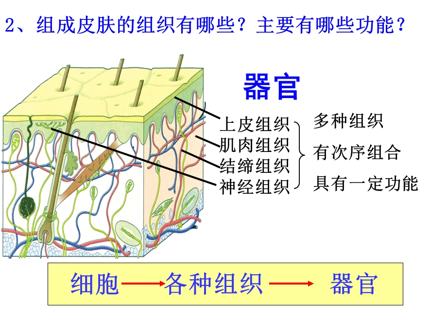 生物体的结构层次(第三课时).ppt_第3页