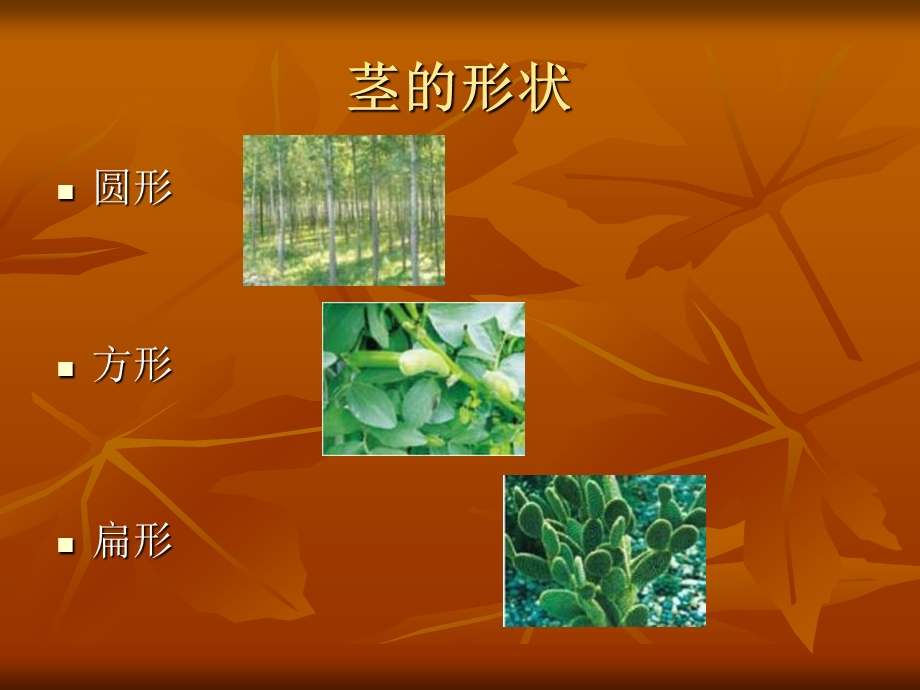 教科版科学三下茎越长越高课件.ppt_第3页