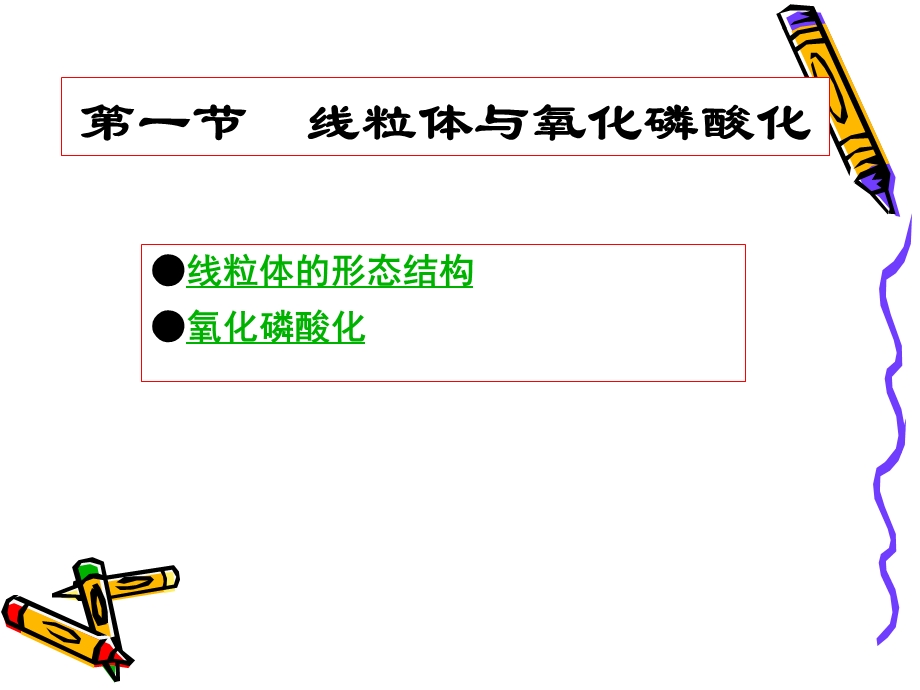 细胞的能量转换──线粒体和叶绿体.ppt_第2页