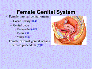 11女性生殖.ppt