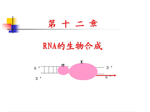 生物化学第十二章RNA的生物合成.ppt