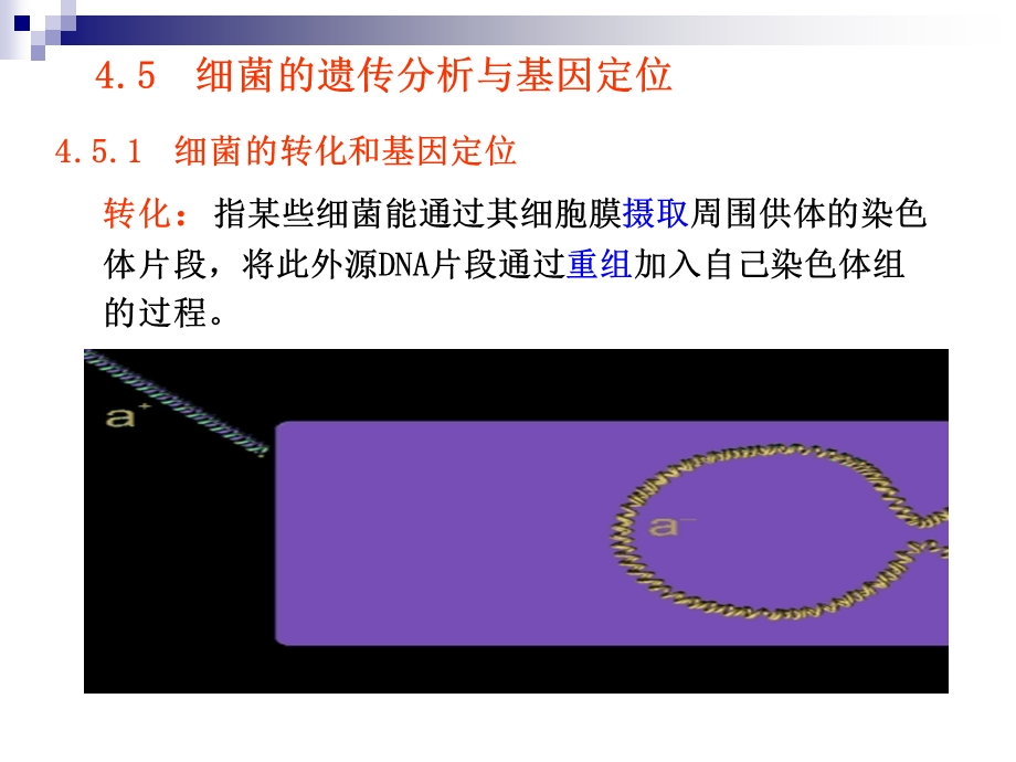 第4章遗传的制作和基因定位下1.ppt_第1页