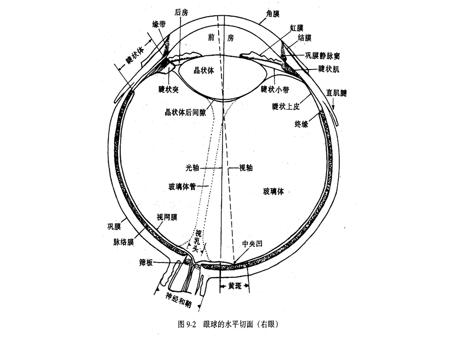 第二节视觉.ppt_第2页