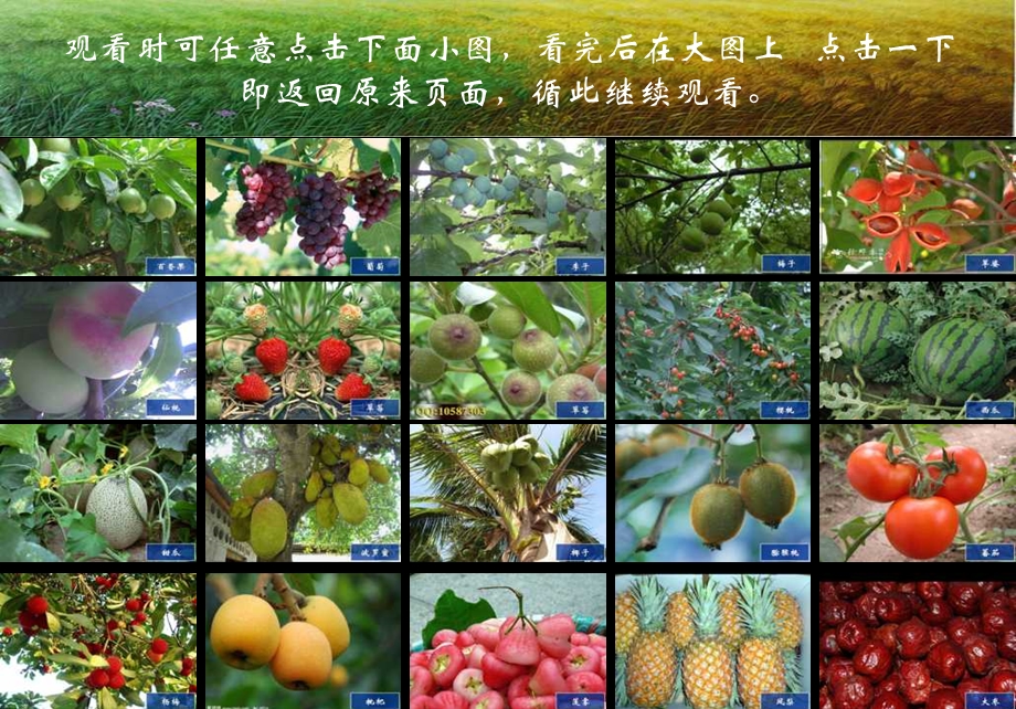 水果的药理作用.ppt_第2页