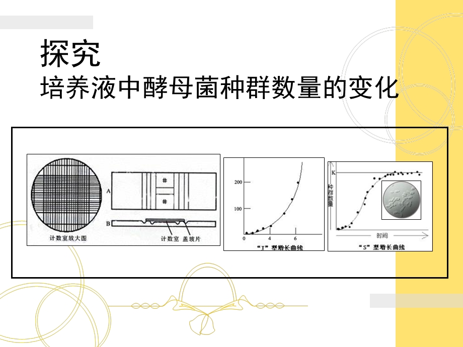 酵母菌的培养上.ppt_第1页