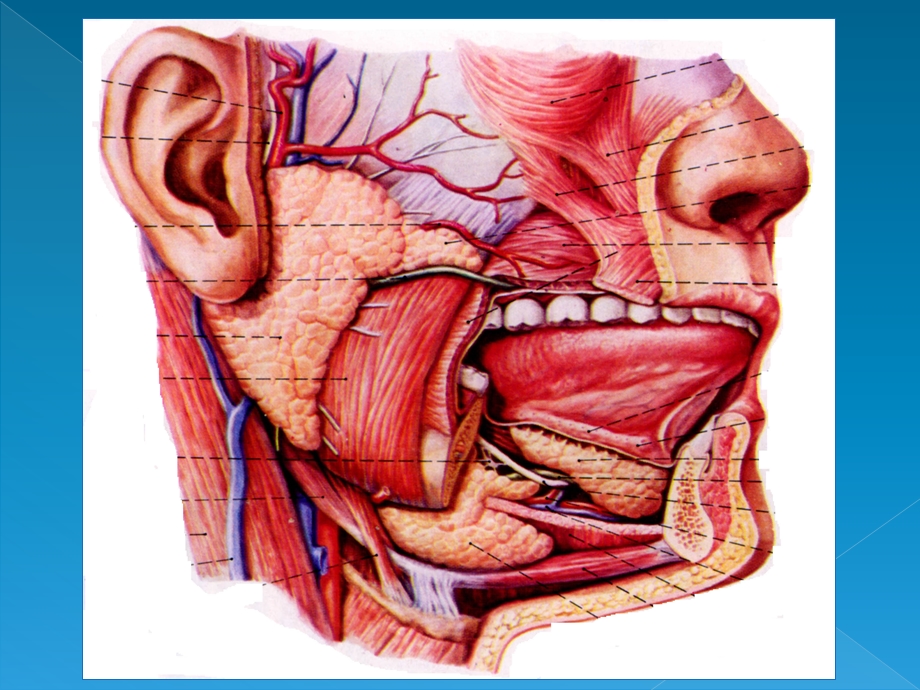 涎腺疾病.ppt_第3页