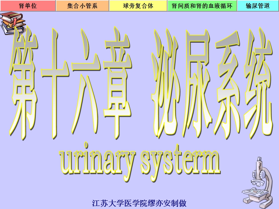 泌尿系生理功能.ppt_第2页