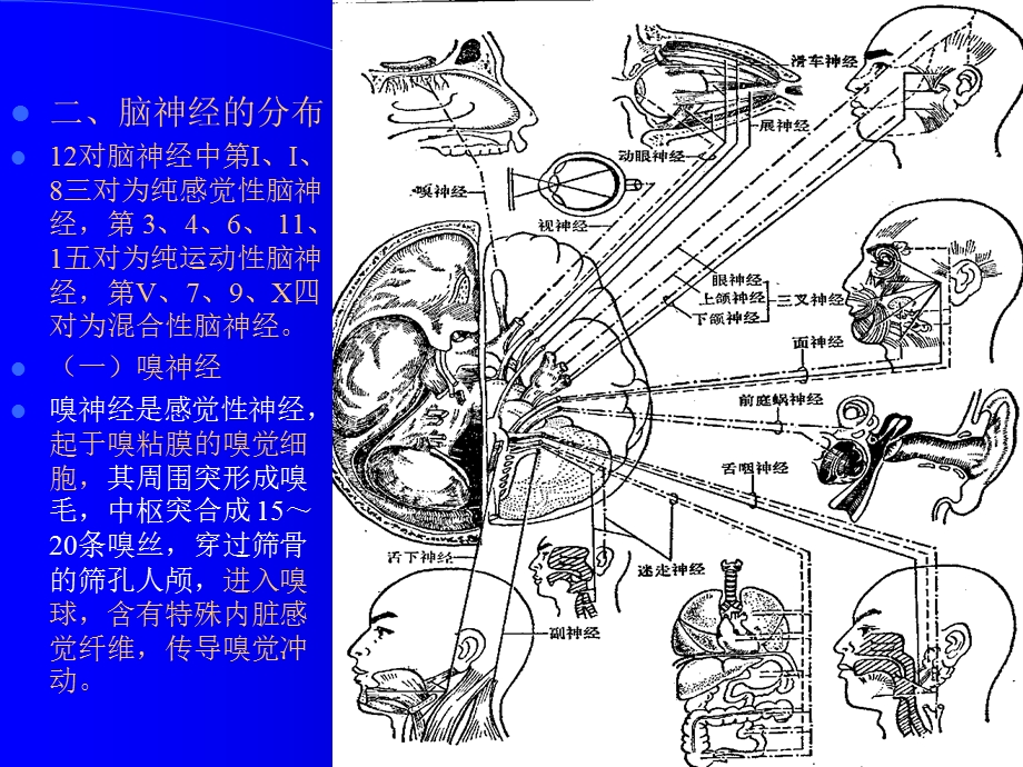 组织学与解剖学神经系统.ppt_第2页