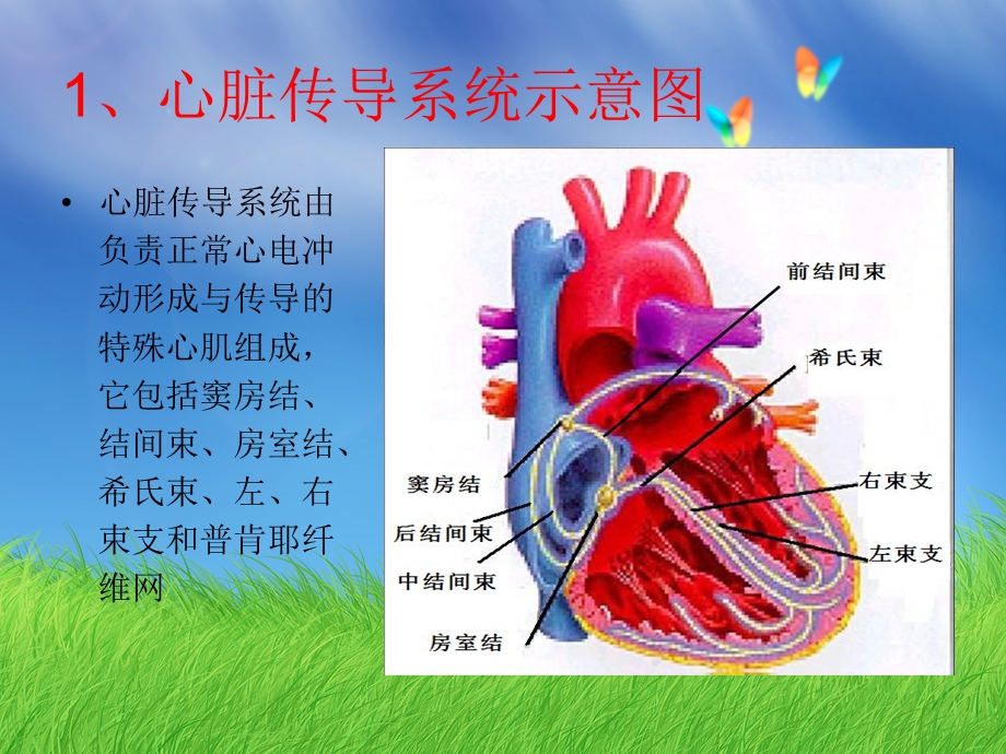 正常心电图及心律失常心电图的判读.ppt_第2页