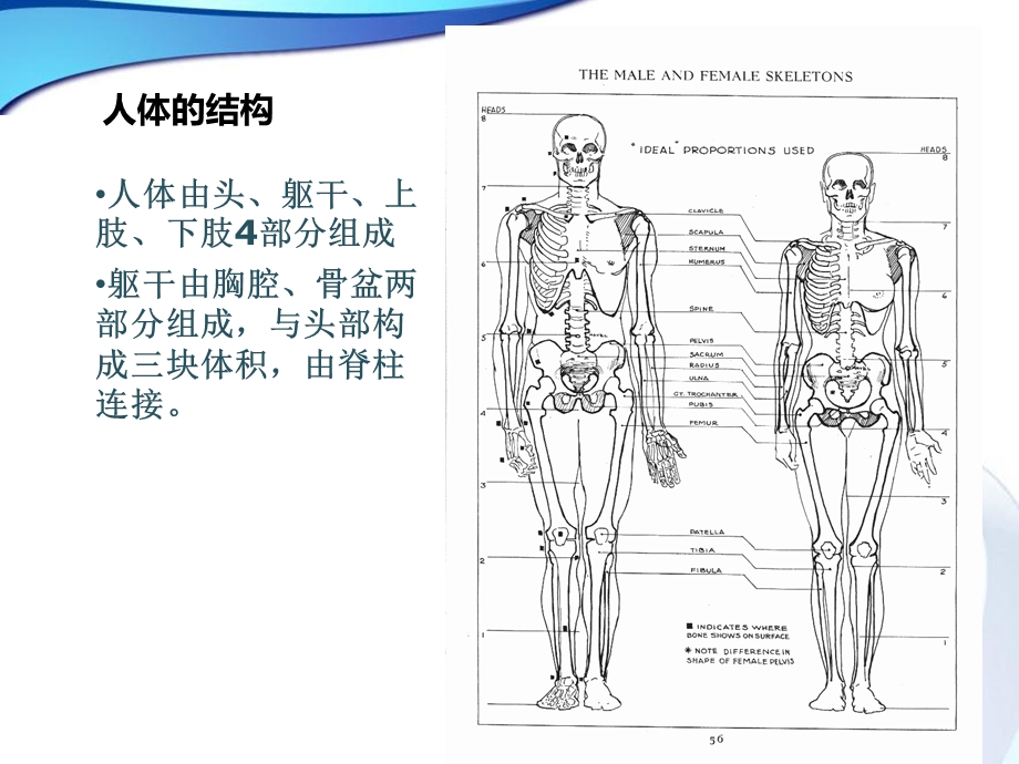 漫画人物结构和身体动态.ppt_第3页