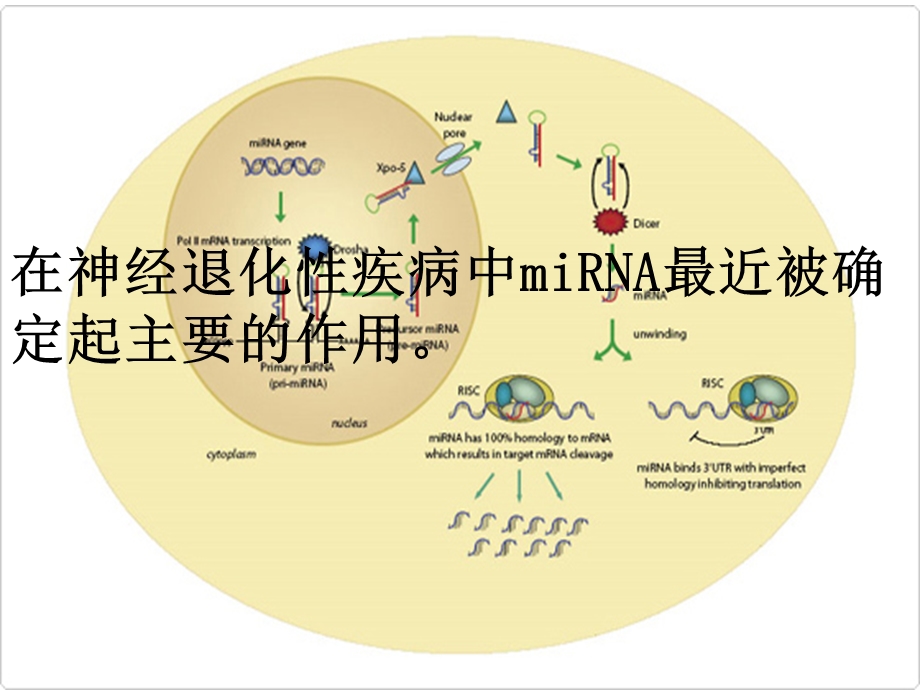 高等生理.ppt_第3页