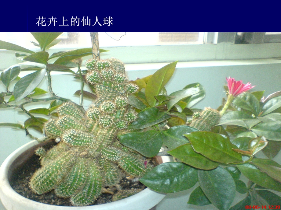 花卉的繁殖(嫁接)改.ppt_第3页