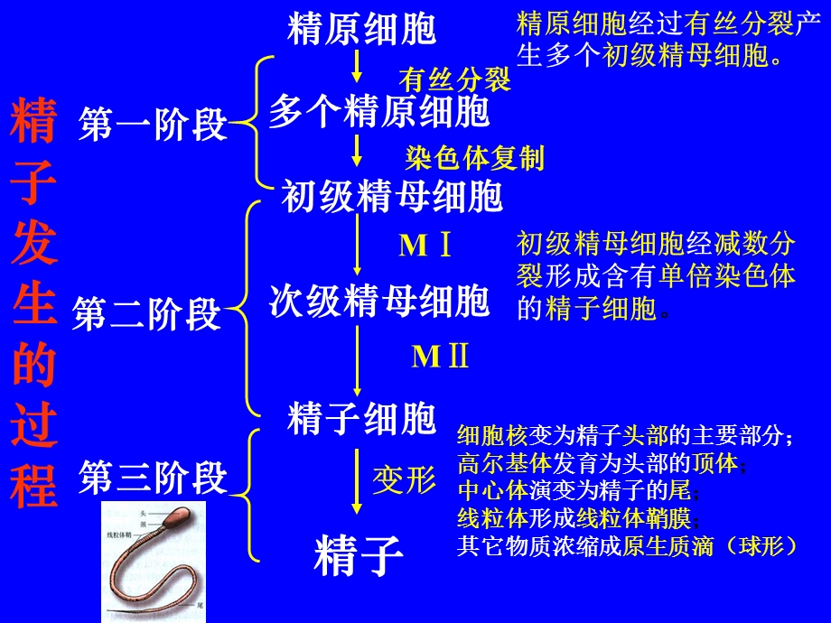 哺乳动物生殖细胞的发生和胚胎发育的基本过程.ppt_第3页