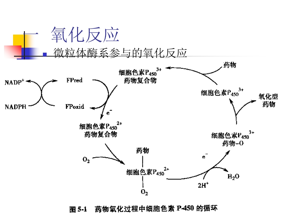 生物药剂学药物代谢反应.ppt_第3页