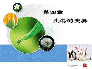 生物变异的来源DX.ppt