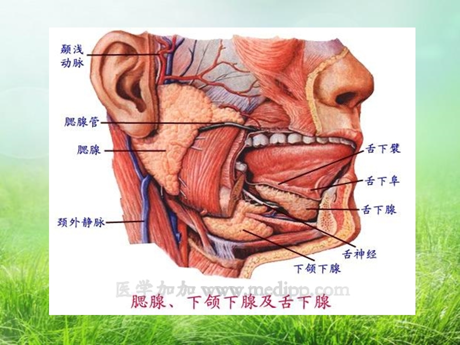 腮腺炎护理查房.ppt_第2页