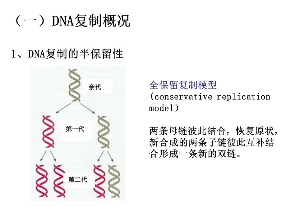 染色体与DNA3复制.ppt_第2页