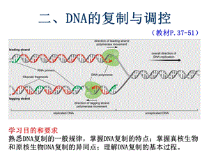 染色体与DNA3复制.ppt