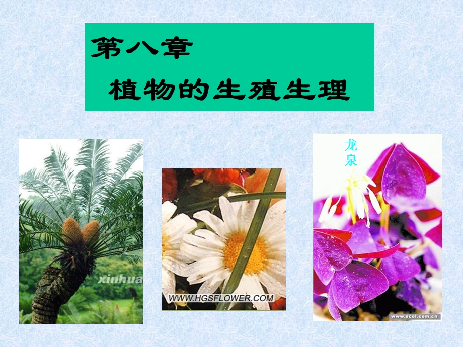 植物生理学之成花.ppt_第2页