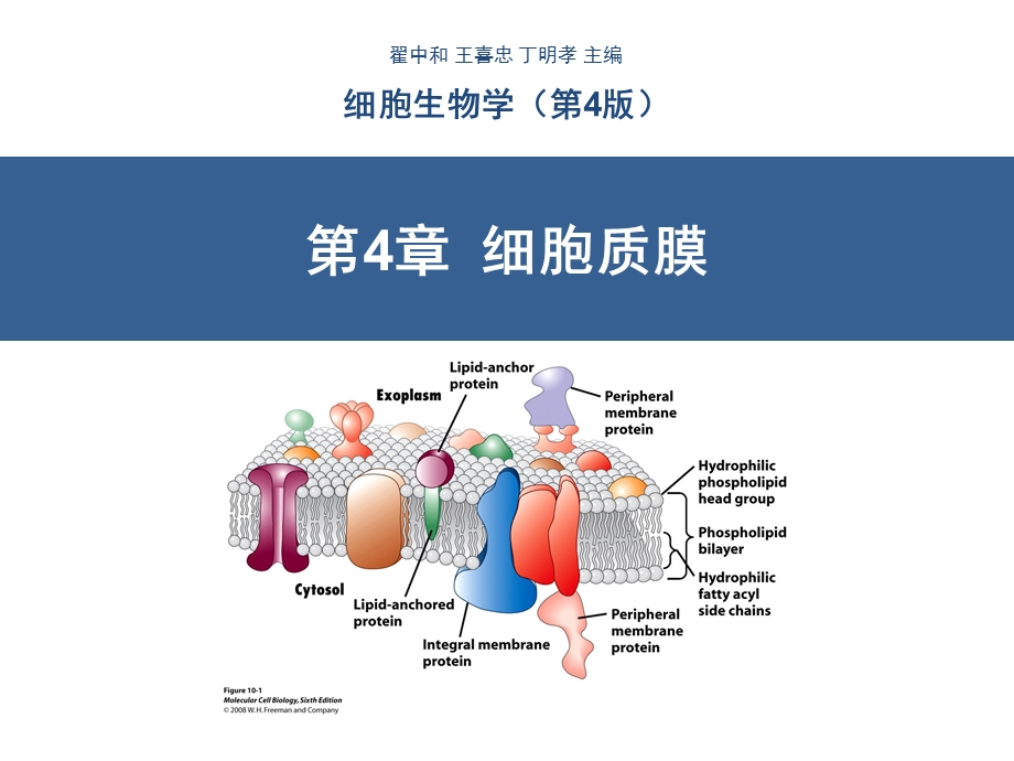 细胞质膜(翟中和第四版).ppt_第1页