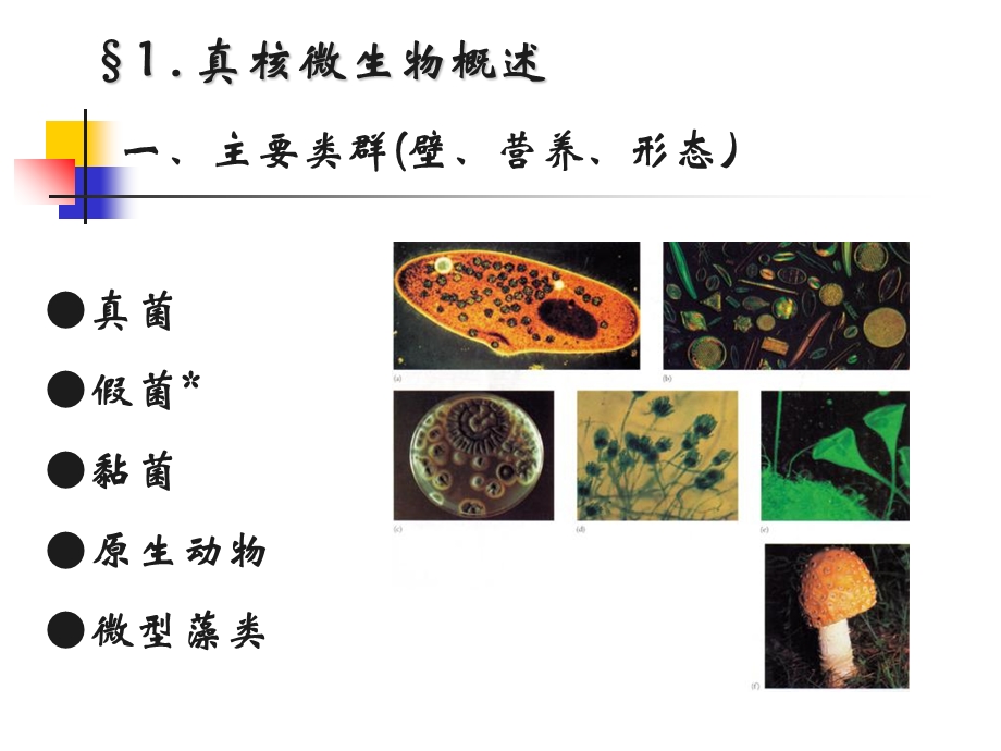 真核微生物型态构造.ppt_第2页