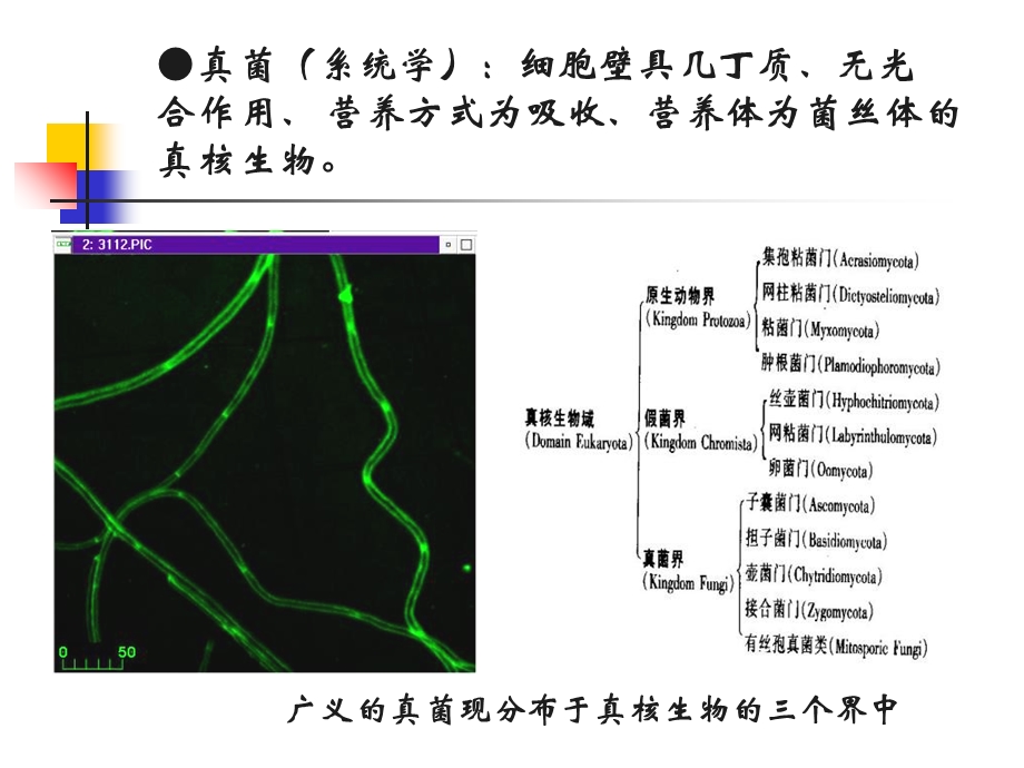 真核微生物型态构造.ppt_第3页