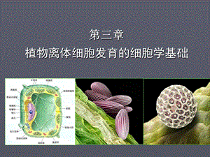 植物细胞工程课程.ppt