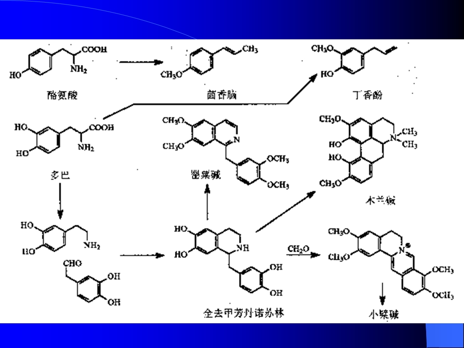 沈药天然药化课件.ppt_第3页