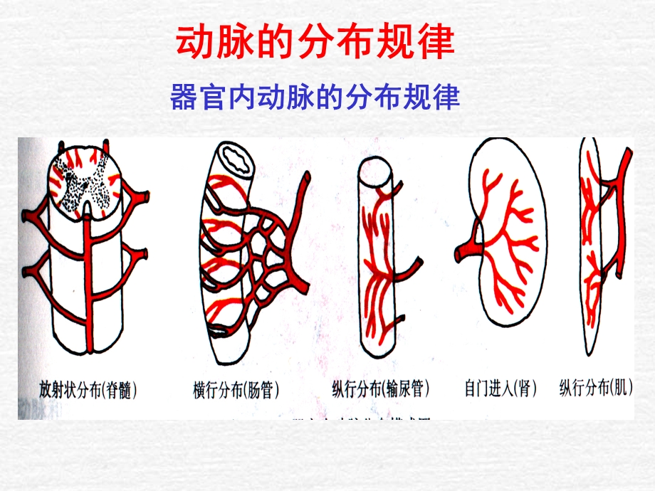 系统解剖学动脉.ppt_第3页