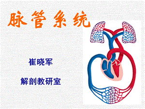 系统解剖学动脉.ppt