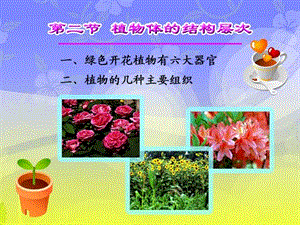 植物体的结构层次ppt.ppt