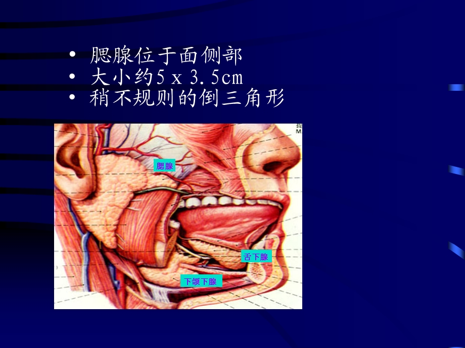 涎腺疾病超声诊断.ppt_第3页