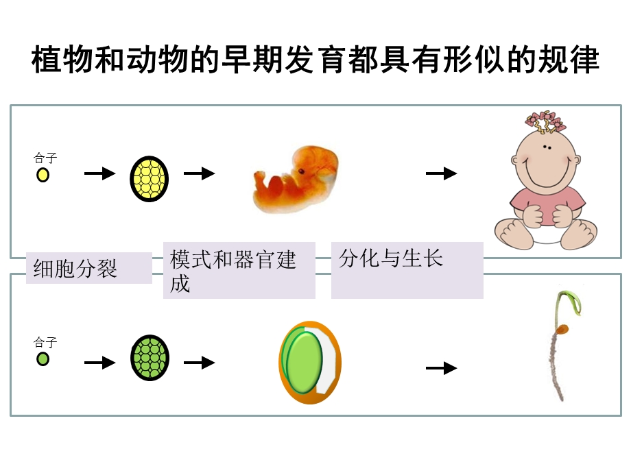 植物发育的特点.ppt_第3页