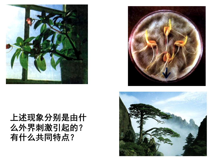 植物的激素调节(理).ppt_第1页