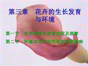 花卉的生长发育与环境.ppt