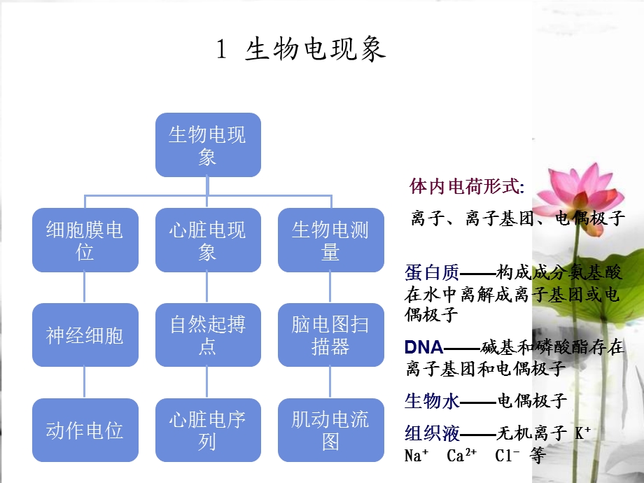 生物电学和生物磁学.ppt_第3页