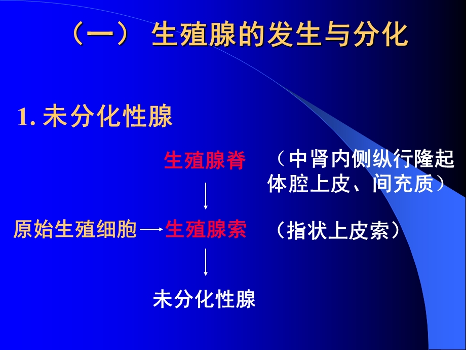 组织学与胚胎学-生殖系统的发生.ppt_第2页