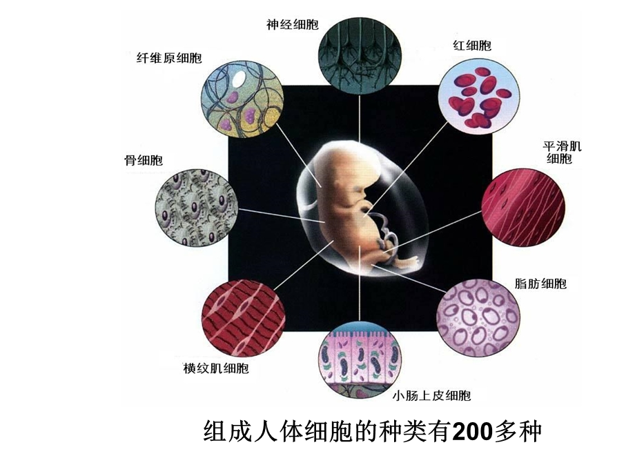 细胞分化、癌变、衰老、凋亡(终结版).ppt_第3页