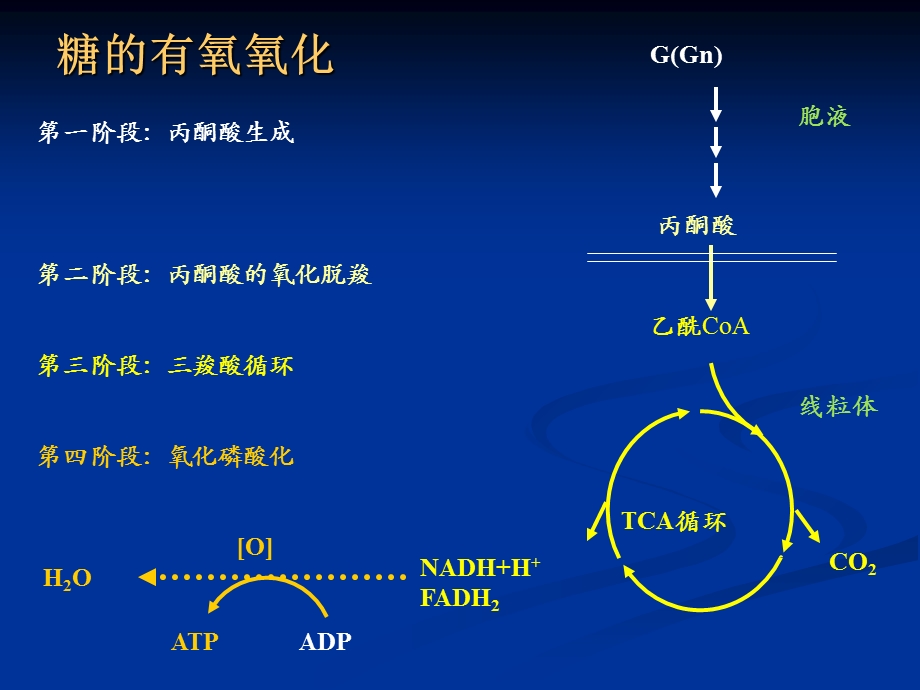 磷酸戊糖途径、糖原.ppt_第2页