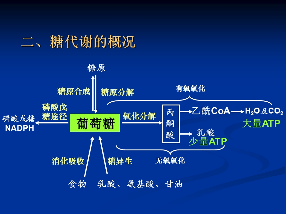 磷酸戊糖途径、糖原.ppt_第3页