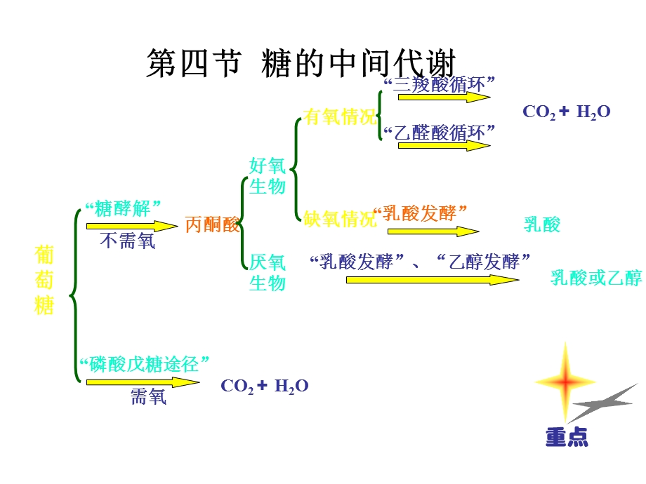 糖代谢江大生化.ppt_第1页