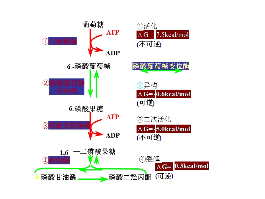 糖代谢江大生化.ppt_第2页