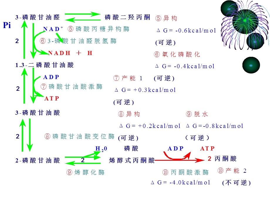 糖代谢江大生化.ppt_第3页